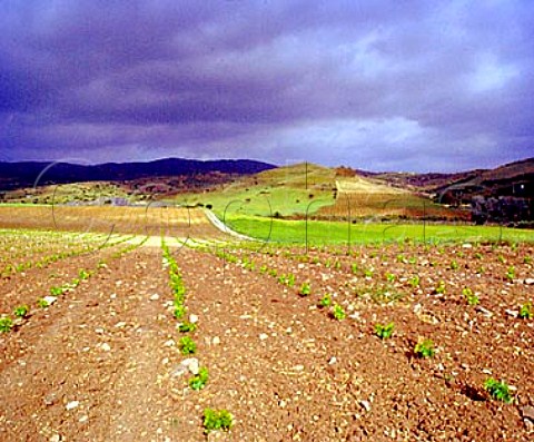 Stormy light on new vineyard of Argiolas at   Ssini near Senorb Sardinia Italy