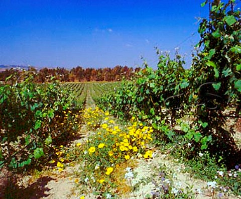 Springtime flowers in the Turriga vineyard of   Argiolas near Senorb Sardinia Italy