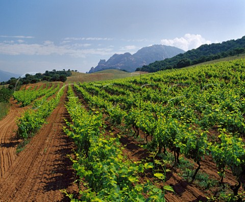 Vineyard of Domaine San Martino near Sartne CorseduSud Corsica France    Vin de CorseSartne