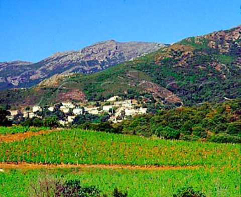Vineyards below Patrimonio HauteCorse Corsica   France   AC Patrimonio