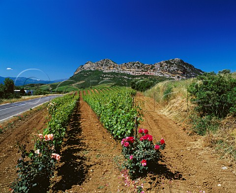 Roses planted at end of rows in organic vineyard of   Antoine Arena Patrimonio HauteCorse Corsica   France   AC Patrimonio