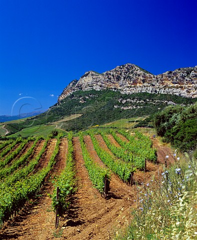 Organic vineyard of Antoine Arena Patrimonio   HauteCorse Corsica France   AC Patrimonio