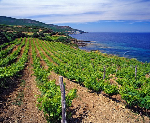 Coastal vineyard of Domaine Pieretti Santa Severa Luri HauteCorse Corsica France   Vin de CorseCoteaux du Cap Corse