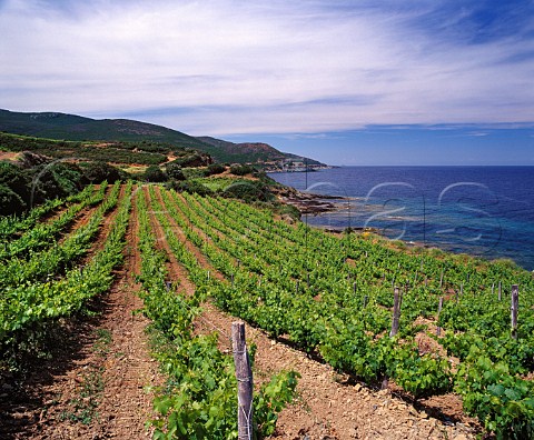 Coastal vineyards of Domaine Pieretti at   Santa Severa Luri HauteCorse Corsica France   Vin de CorseCoteaux du Cap Corse