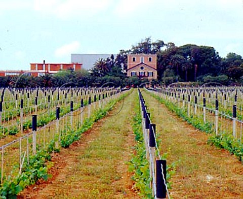 Cordone Libero Mobilizzato Free Moving Cordon   trellising method in vineyard of Sella  Mosca   Alghero Sardinia Italy