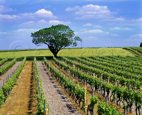 Tree and vineyard near SalignacsurCharente   CharenteMaritime France Cognac