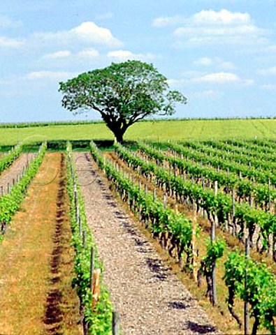 Tree and vineyard near SalignacsurCharente   CharenteMaritime France Cognac
