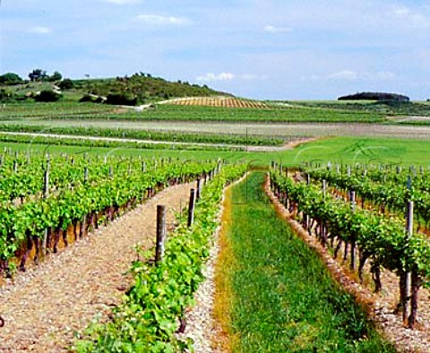 Vineyards at Bougneau near Pons  CharenteMaritime France Cognac
