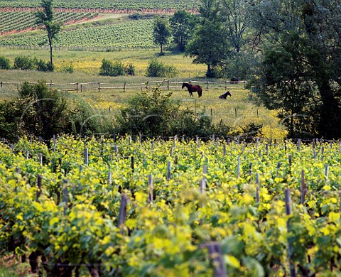 Vineyards at Baillou near Berson  Gironde France   Premires Ctes de Blaye  Bordeaux