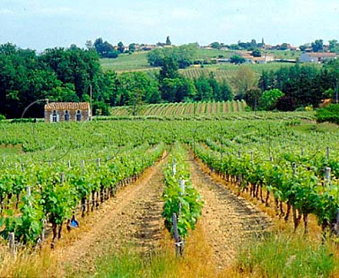 Vineyards at Les Arnauds  Gironde France   Premires Ctes de Blaye  Bordeaux