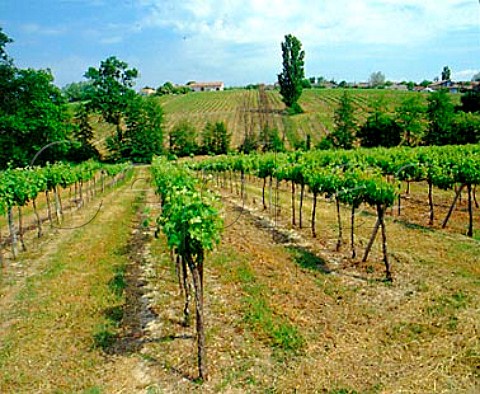 Vineyards at Les Arnauds  Gironde France   Premires Ctes de Blaye  Bordeaux