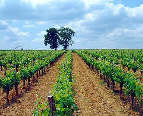 Vineyard and trees near StSeurindeBourg  Gironde France   Ctes de Bourg  Bordeaux