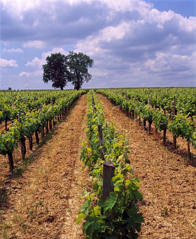 Vineyard and trees near StSeurindeBourg  Gironde France  Ctes de Bourg  Bordeaux