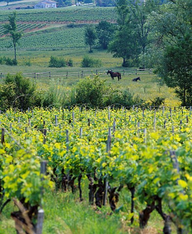 Vineyards at Baillou near Berson Gironde France   Premires Ctes de Blaye  Bordeaux