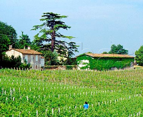 Chteau CassagneHautCanon and its vineyards near   StMichaeldeFronsac Gironde France    CanonFronsac  Bordeaux