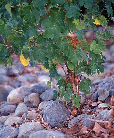 Young vine in the stoney soil of Ata Rangi Vineyard   Martinborough New Zealand