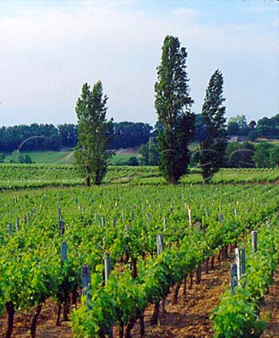 Vineyards and trees at La Baisse near Puisseguin   Gironde France  PuisseguinStmilion  Bordeaux