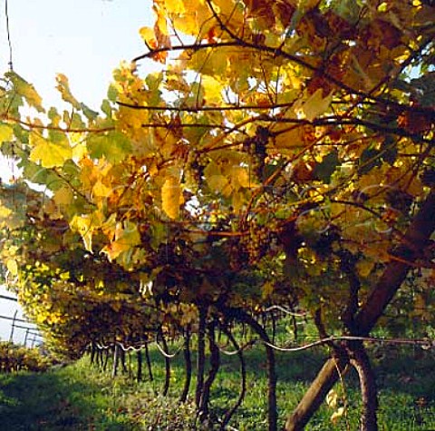 Late harvested Chardonnay vines at Pojer  Sandri   Faedo Trentino Italy