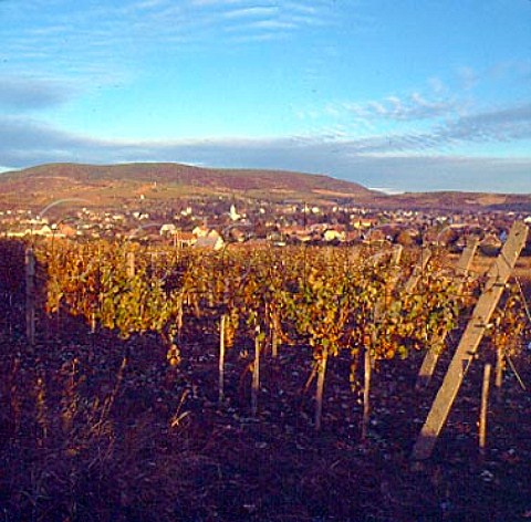 Vineyard at Tolcsva Tokaj  Hungary  Tokaji