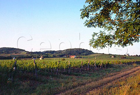 Vineyards at Nemesgulacs Balaton Hungary   Badacsony