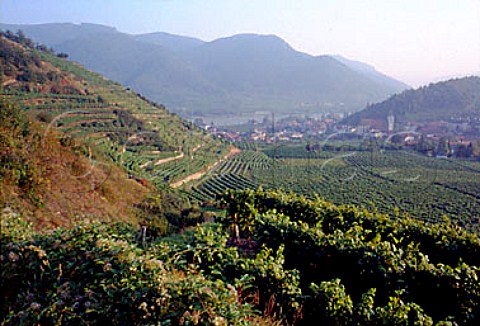 Vineyards around Spitz Niedersterreich Austria   Wachau