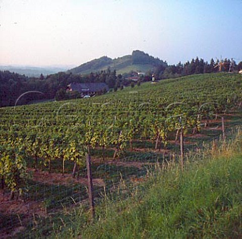 Vineyards at Lubekogel near Glanz Austria    Sdsteiermark