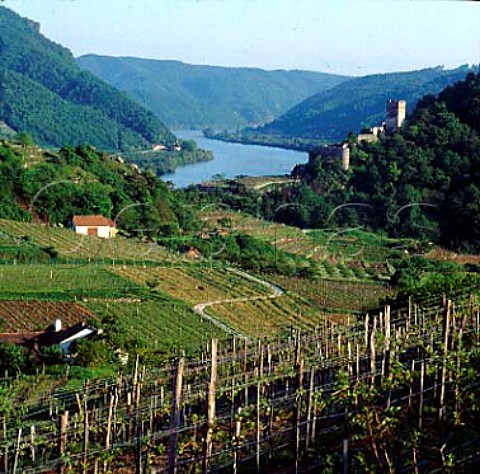 Ruined castle overlooking the River Danube and   Tausendeimerberg vineyard Spitz Austria Wachau