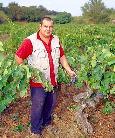 Grard Gauby in his 125yearold Grenache vineyard   Calce PyrnesOrientales France    Ctes du RoussillonVillages