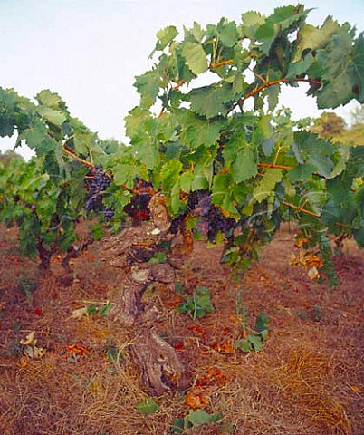 125yearold Grenache vine in the organic vineyard   of Domaine Gauby Calce PyrnesOrientales France   Ctes du RoussillonVillages