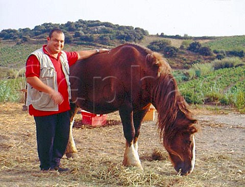 Grard Gauby with one of the horses used to work his   organic vineyards at Domaine Gauby   Calce PyrnesOrientales France   Ctes du RoussillonVillages