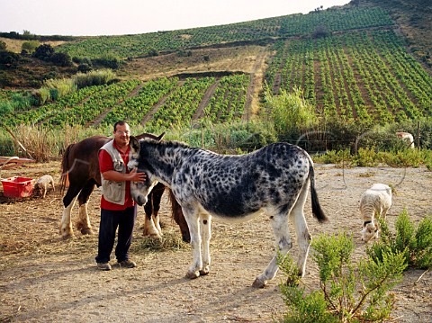 Grard Gauby with a donkey used to work his organic   vineyards at Domaine Gauby   Calce PyrnesOrientales France   Ctes du RoussillonVillages