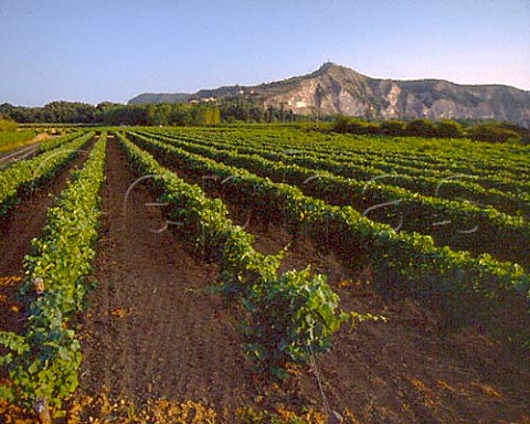 Vineyard near Ruoms Ardche France  Coteaux de lArdche