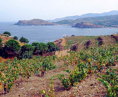 Terraced vineyard of Le Clos de Paulilles   overlooking the sea near Cap Bar  PortVendres PyrnesOrientales France  Banyuls and Collioure