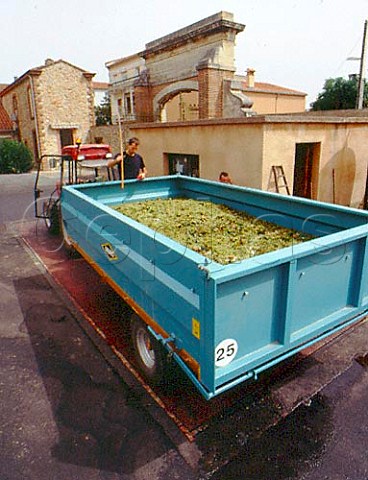 Measuring alcohol content of grapes arriving at   Les Vignobles du Rivesaltais  Rivesaltes PyrnesOrientales France   Ctes du RoussillonVillages  Muscat de Rivesaltes