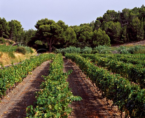 Vineyard near Domaine du Vieux Chne   Rivesaltes PyrnesOrientales France   Ctes du RoussillonVillages