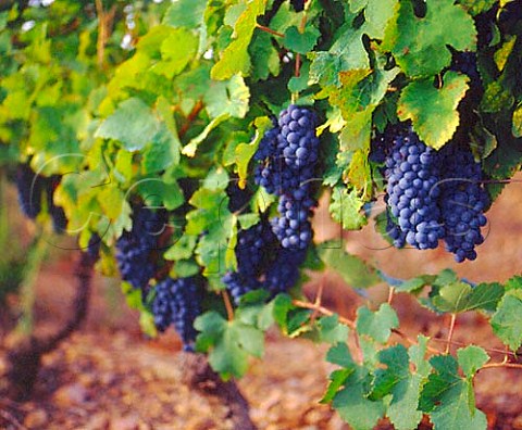 Grenache grapes in vineyard of Domaine des Schistes   Estagel PyrnesOrientales France   Ctes du RoussillonVillages
