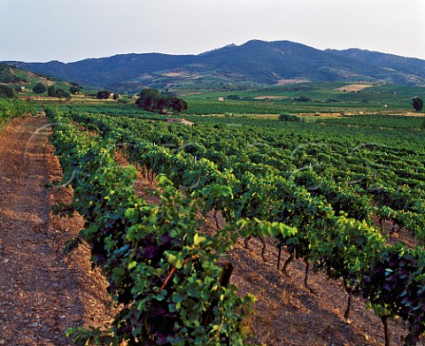 Vineyards of Domaine des Schistes   Estagel PyrnesOrientales France   Ctes du RoussillonVillages  Muscat de Rivesaltes