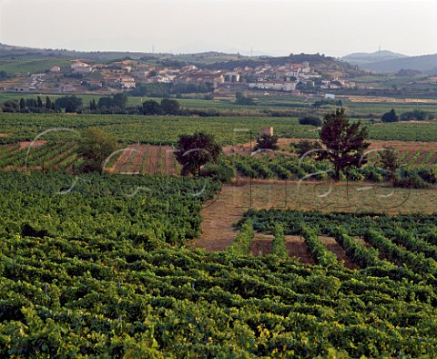 Vineyards of Domaine des Schistes   Estagel PyrnesOrientales France   Ctes du RoussillonVillages  Muscat de Rivesaltes