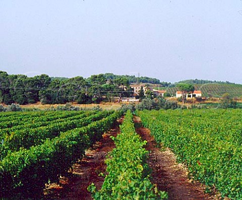 Vineyards at Domaine du Mas Crmat  Rivesaltes PyrnesOrientales France   Ctes du RoussillonVillages