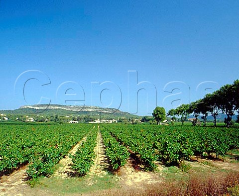 Vineyards at StBauzilledeMontmel  Hrault France   Coteaux du Languedoc