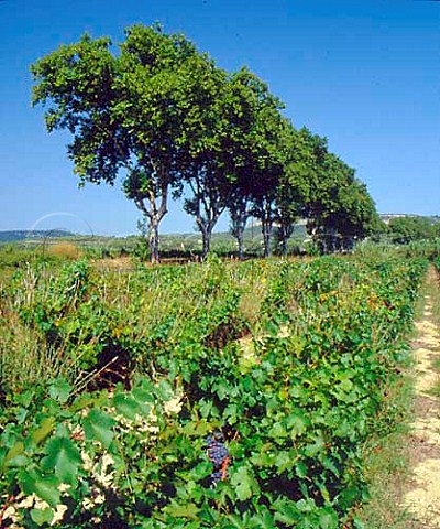 Vineyards and avenue of trees at   StBauzilledeMontmel Hrault France   Coteaux du Languedoc
