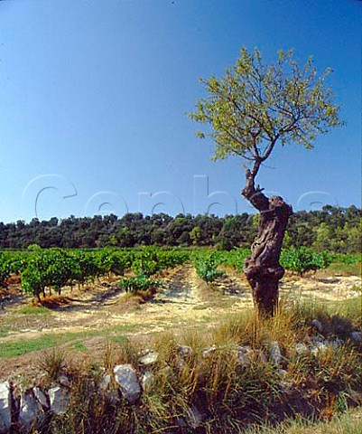 Gnarled tree in vineyard near   StMathieudeTrviers Hrault France   Coteaux du Languedoc PicStLoup