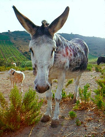 Donkey used by Grard Gauby to work his organic   vineyards at Domaine Gauby   Calce PyrnesOrientales France   Ctes du RoussillonVillages