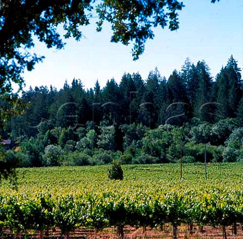 Vineyard of DuttonGoldfield   Graton Sonoma Co California   Russian River Valley