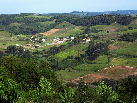 Vineyards in the Serra Gacha  Rio Grande do Sul   Brazil