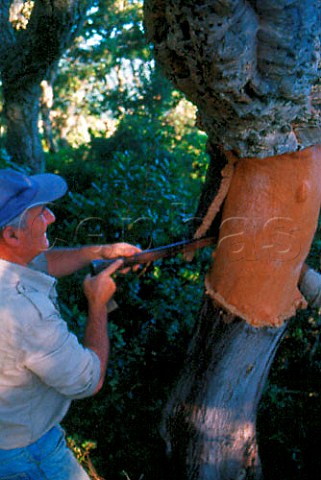Stripping cork bark from oak tree    Sardinia Italy