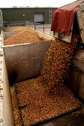 Harvested apples at the Matthew Clark Cider Mill Blackthorn Cider Shepton Mallet Somerset England