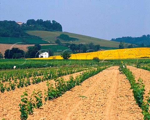 Young vineyard and sunflower field near Gaillac   Tarn France  Gaillac