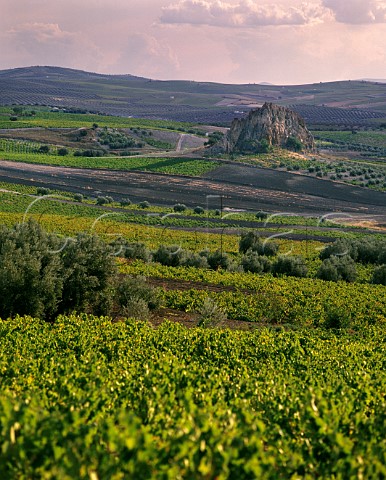 Vineyards around the rock known as La Lengue   near Montilla Andaluca Spain MontillaMoriles