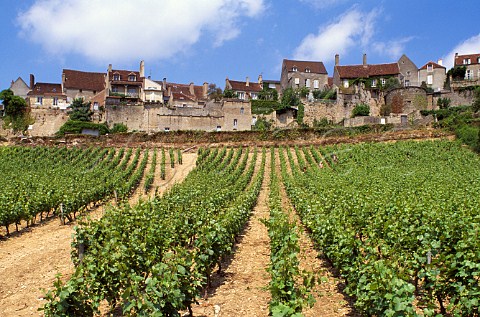 Vineyards below Vzelay Yonne France    Burgundy